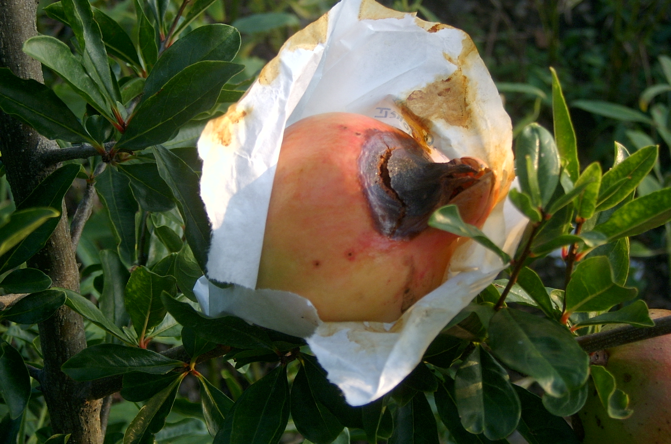 해충에 대해 질문드립니다